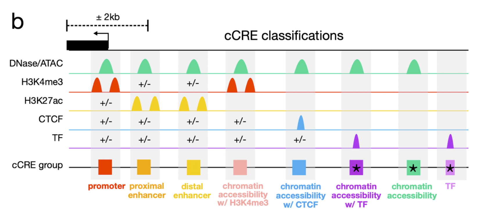Browser display of ENCODE 4 candidate cis-regulatory element tracks