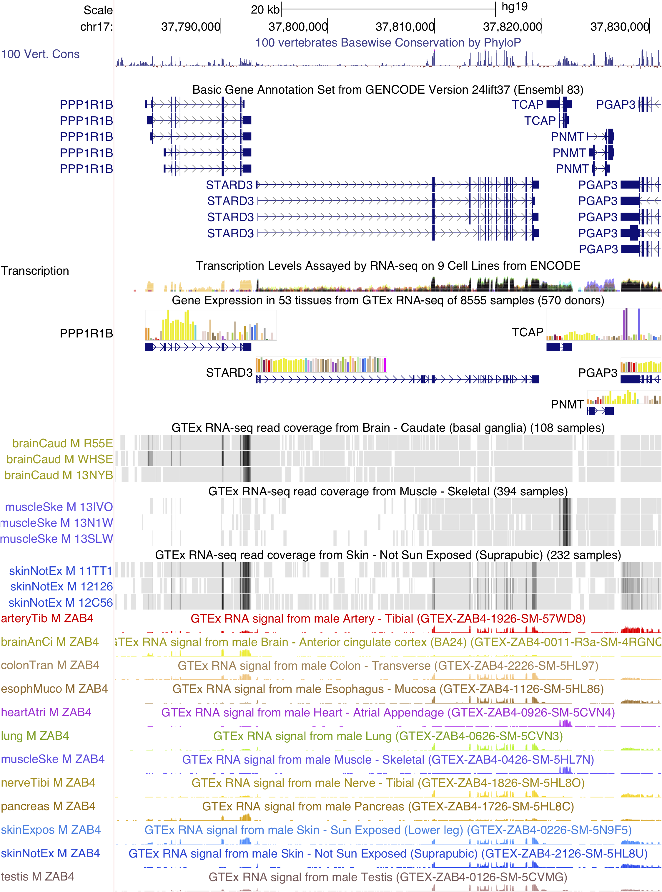 Genome Browser session showing GTEx tissue-specific gene expression and RNA-seq signal tracks
